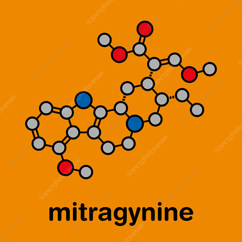 What Is Mitragyna Speciosa? Kratom Plant Guide
